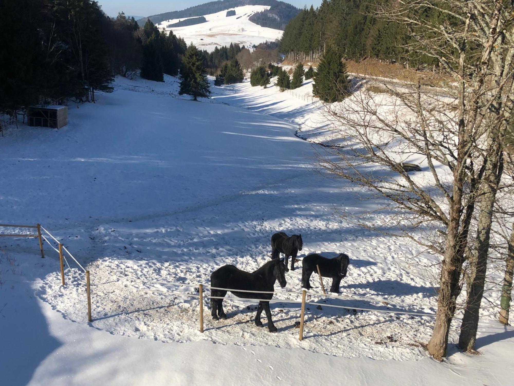 Waldhotel Auerhahn "Hochkopfhaus" Todtnau Zewnętrze zdjęcie