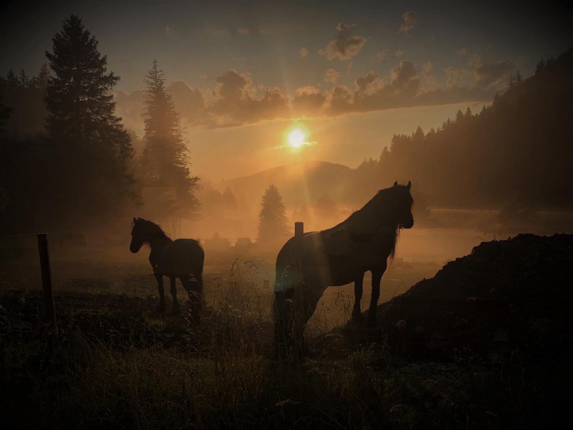 Waldhotel Auerhahn "Hochkopfhaus" Todtnau Zewnętrze zdjęcie